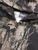 画像3: 【送料無料】PRO CLUB HEAVYWIDE FLEECE ZIP UP HOODIE TREE CAMO (3)
