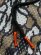 画像6: 【送料無料】INTERBREED AIRY TRAINING SHORTS TREE CAMO (6)