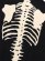 画像8: 【送料無料】VANSON BONE ZIP KNIT HOODIE BLACK/WHITE (8)